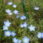 綺麗な水色の花