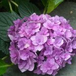 アジサイいろいろ