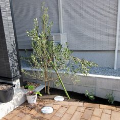 玄関前の植栽スペースにはオリーブとラベンダーを植えています。