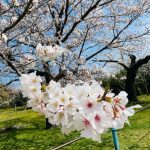 お花見に行きました🌸