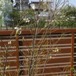 5月15日★ハイノキの花🌼